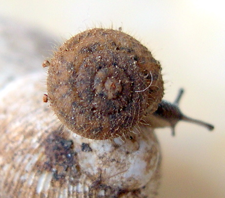 Schileykiella cfr parlatoris (Bivona, 1839)